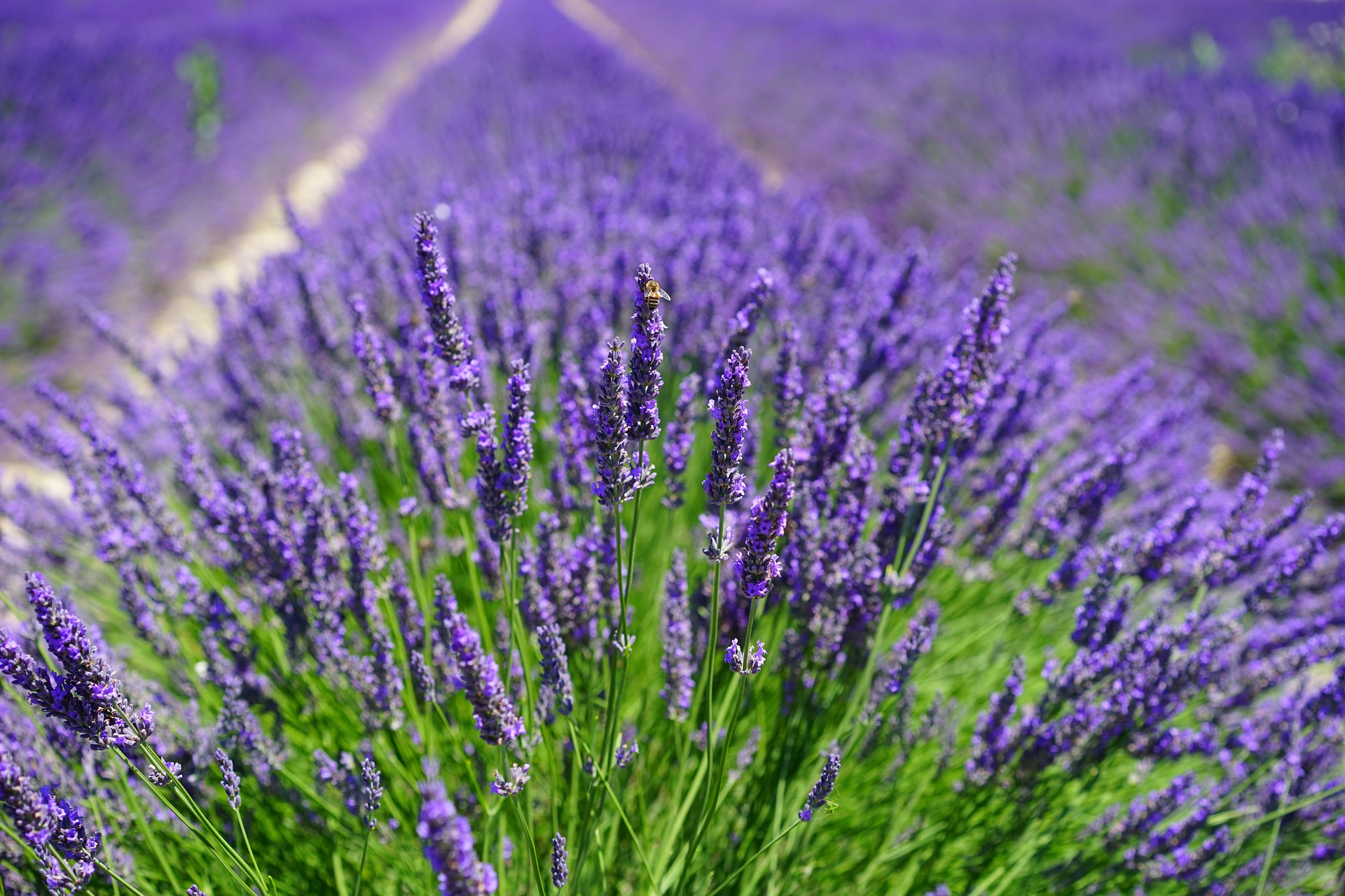 Lavendel für deine selbstgemachte After-Sun Pflege
